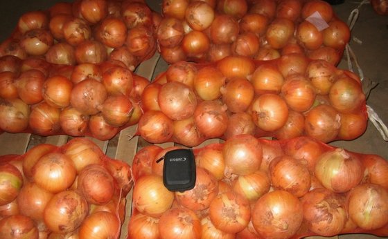 Export Quality - Fresh Onions -Cheap Price