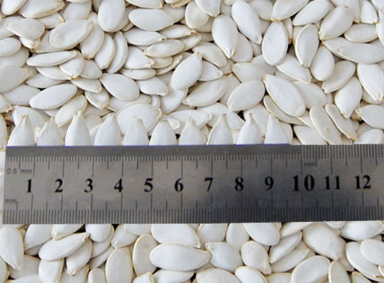 Snow White Pumpkin Seeds 9CM