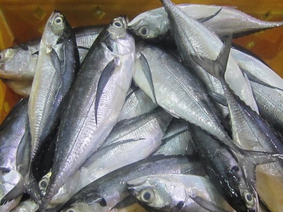 Frozen Horse Mackerel Fish Whole Round