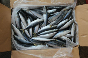 Frozen Mackerel Fish Whole Round