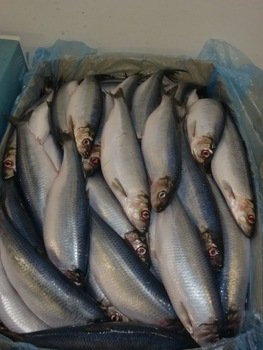 Frozen Herring Fish- Best Prices and Best Quality