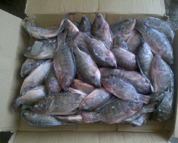 Frozen Whole Round Tilapia Fish