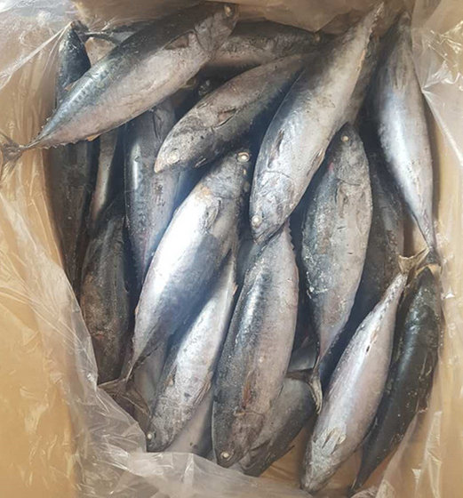 Frozen Bonito Fish, Best Prices and Best Quality