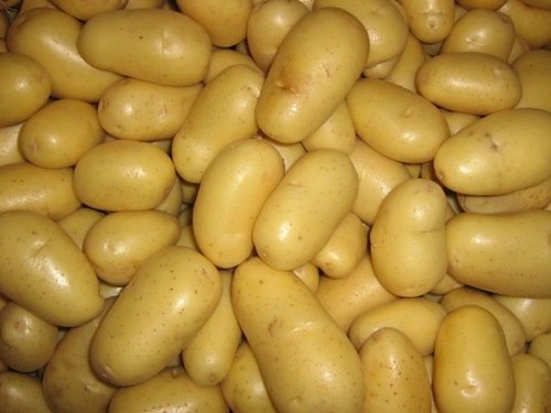 Fresh Potato with Competitive Price