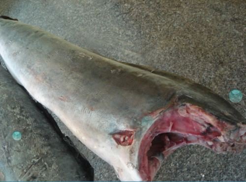 High Quality Frozen Black Marlin