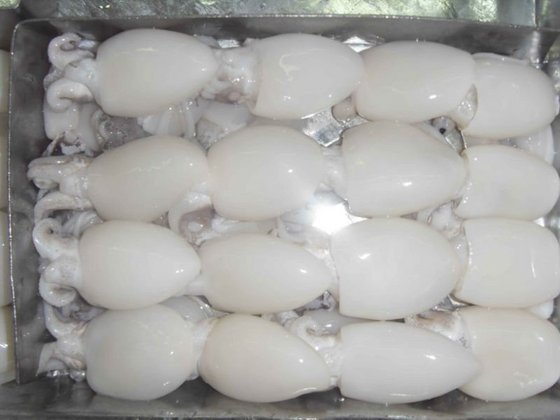 Whole Round Block Frozen Baby Cuttlefish