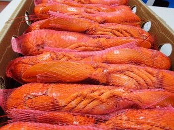 Whole Frozen Lobster