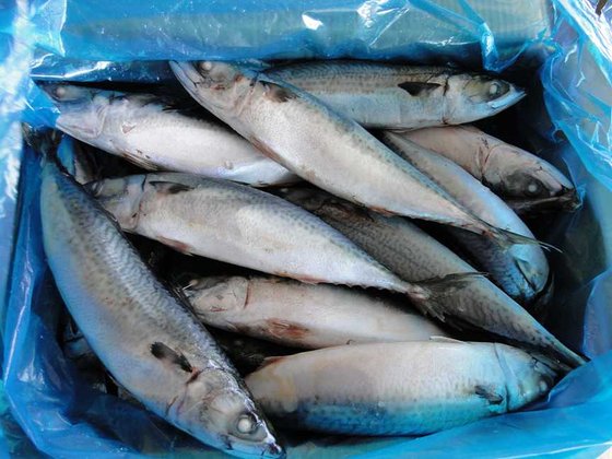 Frozen Pacific Mackerel Fish