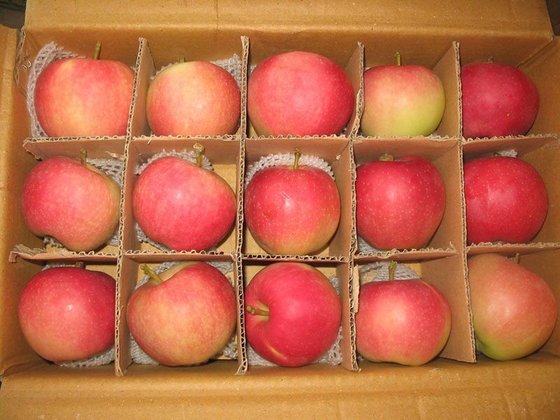 Wholesale Royal Gala Apples From South Africa.