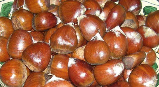 Organic Fresh Bulk Chestnuts for Sale
