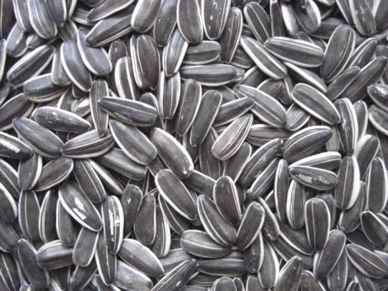Sunflower Seeds (5009) -Best Price and Quality