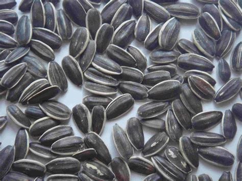Best Quality Sunflower Seeds 5009