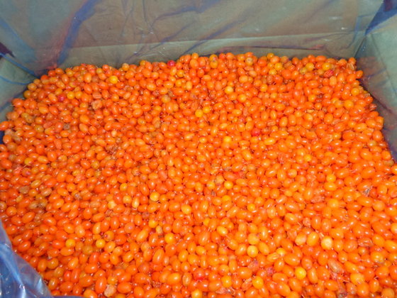 New Crop IQF Berry Frozen Sea Buckthorn