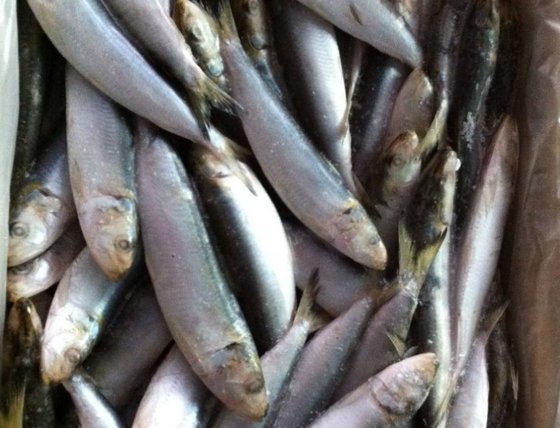 IQF Whole Round Sardine Fish and Whole Round Sardines