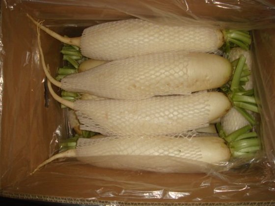 Original Fresh White Radish