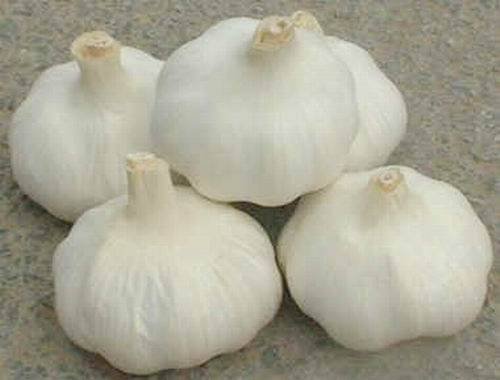 Fresh Snow White Garlic