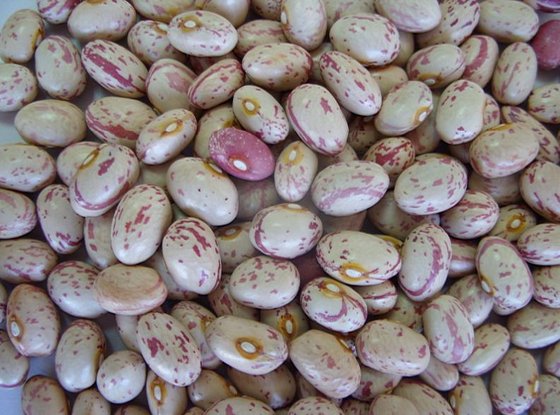 light Speckled Kidney Beans Sugar Bean Pinto Bean for Sale
