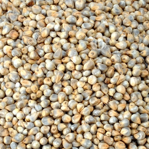 Pearl Millet for Sale