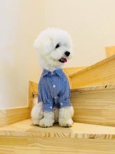 Wholesale pet: PET Dress