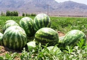 Wholesale certification fda: Watermelon