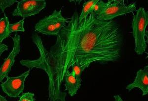 Wholesale natural red dyes: The Ultimate Guide To Fluorescent Dye