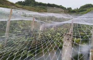 Wholesale black bird netting: Manufacturer Agricultural Anti-bird Net Easy Installation / Invisible Anti Bird Net / Garden Vineya