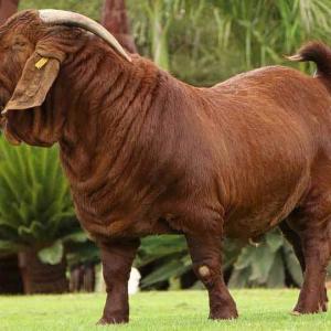 Wholesale earring: Boer Goat