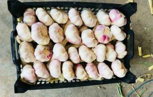 Wholesale delicious garlic: Hamedan Fresh Garlic