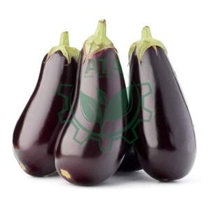 Wholesale eggs: Fresh Eggplant