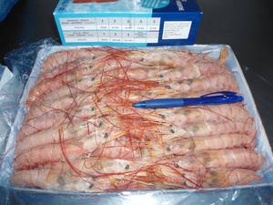 Wholesale carton: Red Shrimp