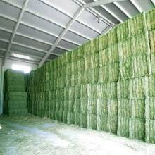 Wholesale weeds: High Quality Animal Feed Alfalfa