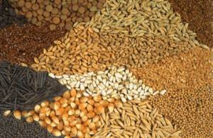 Wholesale food: Food Grains