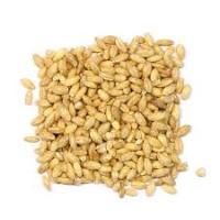 Sell High Quality Barley Seeds For Sale 