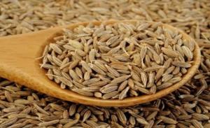 Wholesale india: Cumin Seeds