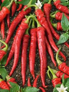Wholesale hot: Good Quality Fresh and Dry Hot Chili Pepper