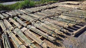 Wholesale construction material: Bamboo Poles for Agriculture