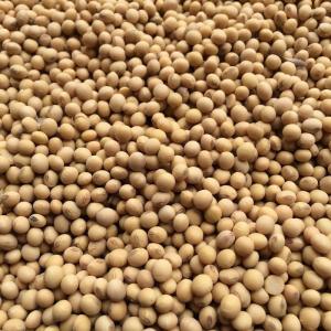 Wholesale others: Soybean From Argentina (Non Gmo Soybeans)
