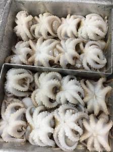 Wholesale Other Fish & Seafood: Frozen Octopus