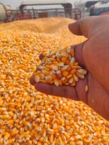 Wholesale animal: Non GMO Yellow Corn / Sweet Corn / Yellow Corn Maize for Sale in Bulk