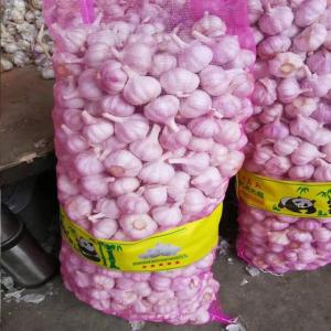Wholesale fresh white garlic: 2023 Fresh Normal White Garlic / Red Galics in 10kg/Carton with Different Size