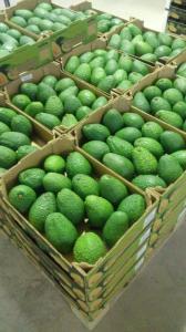 Wholesale fuertes avocado: Green Avocado, Fresh Fruit, Hass. Fuertes Avocado South Africa, Dubai, UAE, Holland , Russia