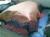 Wholesale Genuine Leather: Crust Leather