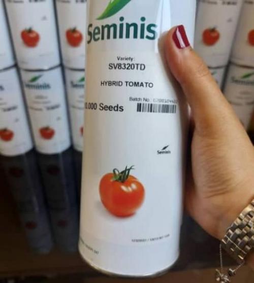 Seminis Tomato SV 8320(id:11731066). Buy Netherlands Seminis Tomato SV ...