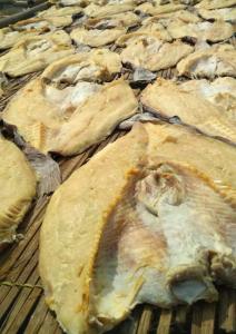 Wholesale touch: Salted Jambal Roti Fish