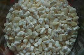 Sell White / yellow Maize Grains