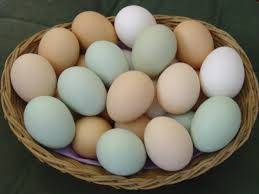 Wholesale Eggs: Fresh Chicken Eggs White and Brown