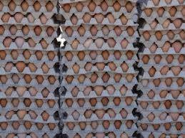 Wholesale sales: Fresh Brown Chicken Eggs for Sale