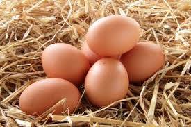 Wholesale for: Fresh and Fertile Ostrich Eggs , Parrot Eggs, Parrots and Ostrich for Sale