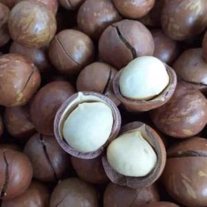 Wholesale vietnam: 2022 New Crop Roasted Macadamia Nuts From Vietnam