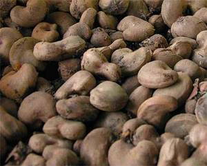 Wholesale supplies: Raw Cashew Nuts in Shell